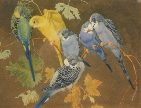 •Winifred Marie Louise Austen (1876-1964). Budgerigars, artist signed and titled coloured etching, 22cm x 27.5cm.