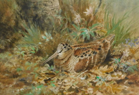 •19thC/20thC British School. Woodcock nesting, watercolour, 20cm x 28cm.