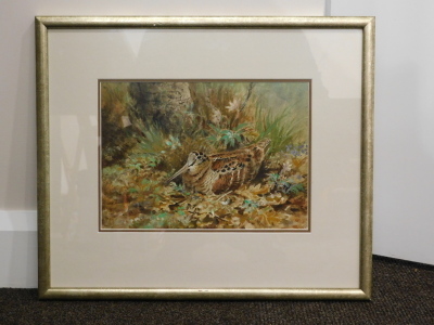 •19thC/20thC British School. Woodcock nesting, watercolour, 20cm x 28cm. - 2