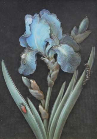 •Sara Barass (20thC). Dietzsch Botanical Collection, iris, raised picture, signed, 18cm x 11cm, attributed verso and four others (5).