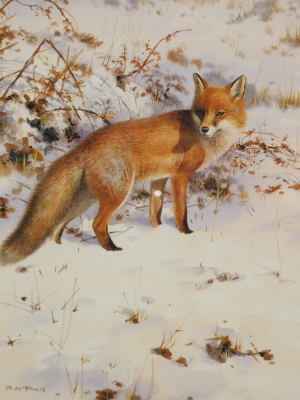 •Rodger McPhail (1953). Fox, artist signed limited edition print, 28/225, 32cm x 24cm, and various others, red deer, pheasant, etc. (12)