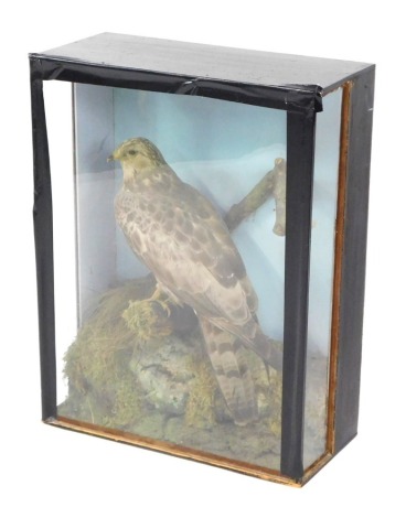 Taxidermy. A buzzard perched on branch, in an ebonised case, 66cm high, 50cm wide, 23cm deep. (AF)