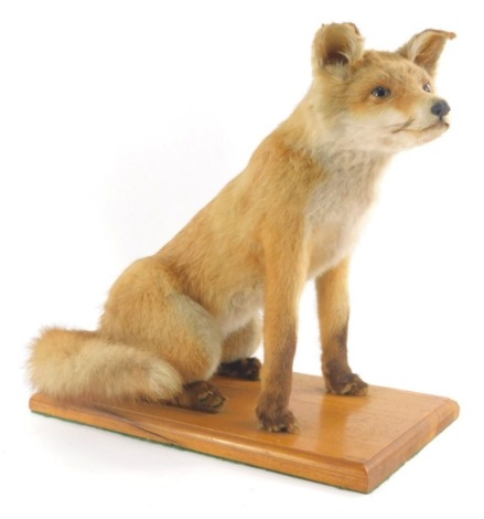 A taxidermy figure of a standing fox, on oak base, 43cm high.