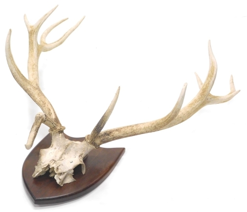 A pair of skeletal six point antlers, on mahogany stained shield back, Heaton Five, 85cm high.