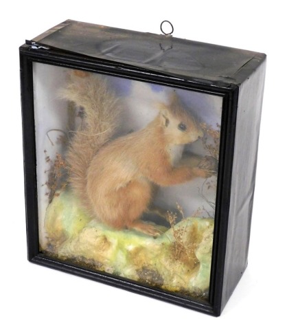 Taxidermy: a red squirrel, in a glazed case, 29cm x 27cm.