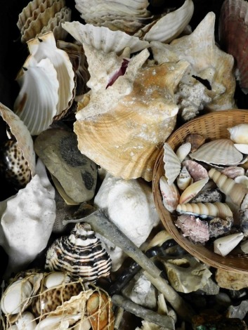 Assorted shells, some fossils, mineral samples, etc. (a quantity)