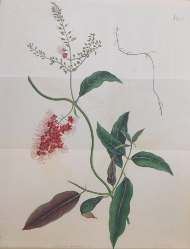 Curtis (William) THE BOTANICAL MAGAZINE; OR, FLOWER-GARDEN DISPLAYED vols 1-76, c.6000 hand-coloured plates, nearly uniform contemporary calf, 4to, Nissen BBI 2350, 1787-1850 *** Earlier volumes bearing the bookplates of Heligan