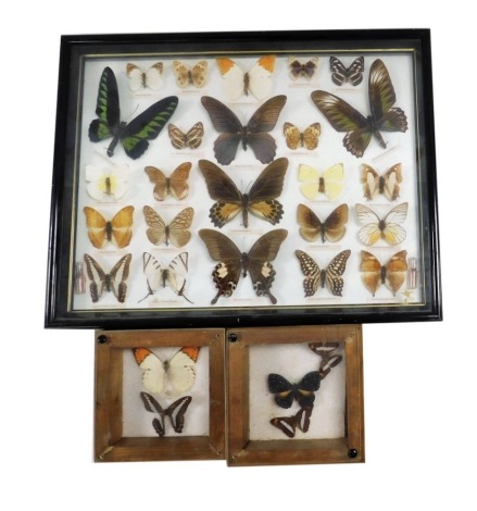 Lepidoptery. Three cases of assorted butterflies and moths.