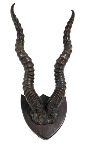 A pair of antelope horns, shield mounted, 40cm high.