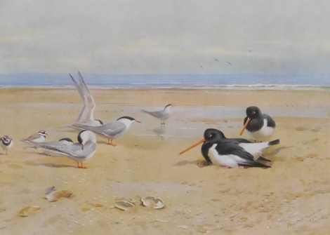 After Archibald Thorburn (1868-1935). Turns and Oystercatchers, artist signed print, Embleton Publishing, London 1920, 18cm x 25cm.