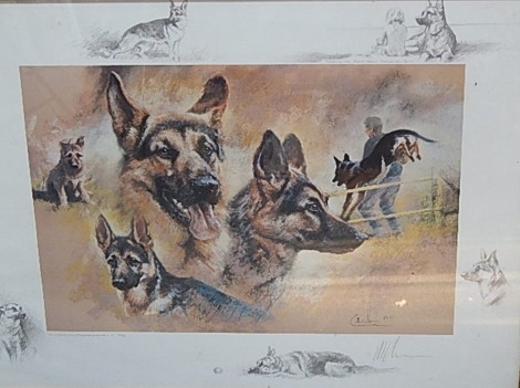 After Mick Cawston. German Shepherds, limited edition print 746/850, with facsimile signature, 47cm x 62cm, framed and glazed.