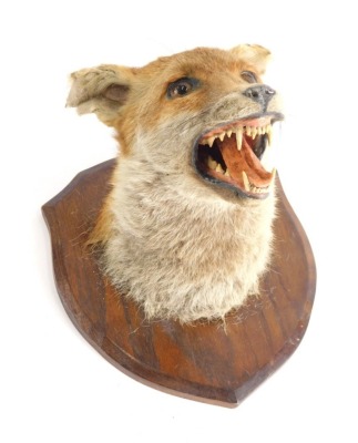 A 20thC mounted taxidermy fox head, on an oak shield back, 27cm high.