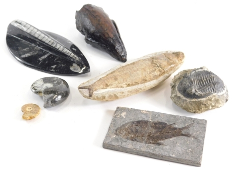 Various fossils, shell fossils, 6cm wide etc (quantity)