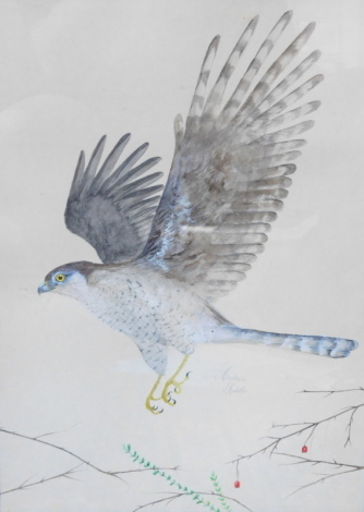 •Andrew Riddle (20thC). Owl in flight, watercolour, signed, 40cm x 28cm and Kestrel in flight - a pair.