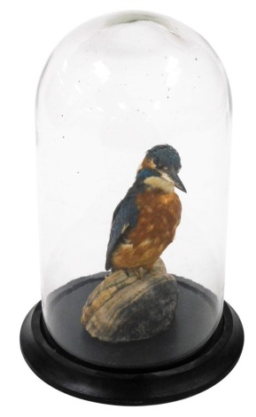 Taxidermy: a kingfisher, modelled perched on a piece of wood, under a glass dome, dome and stand 27cm high.