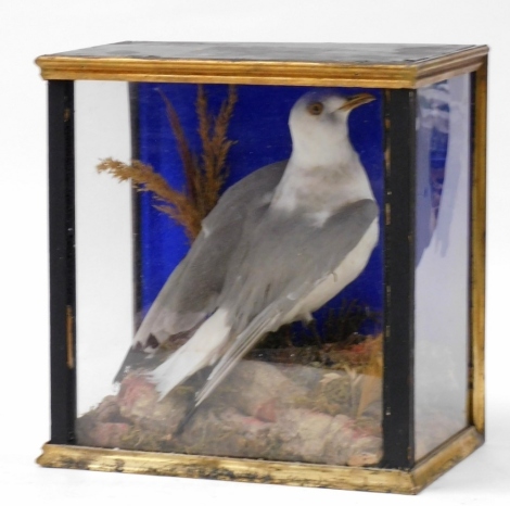 A taxidermy model of a seagull, on naturalistic base, contained within a glazed front and side cabinet, the cabinet 37cm high, 36cm wide, 23cm deep.