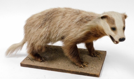 A taxidermy figure of a badger, on a rectangular naturalistic base, 65cm wide.