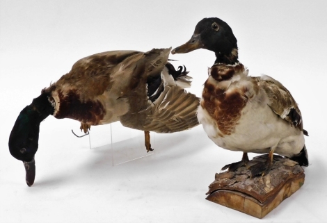 Two taxidermy figures of ducks, one mounted on a piece of bark, 23cm high, and a further unmounted example, 46cm wide.