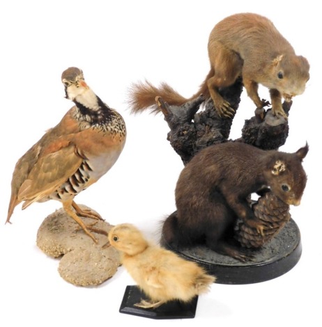 Taxidermy: Two red squirrels, one eating a pine cone, the other perched above on a branch, together with a duckling, and a partridge.