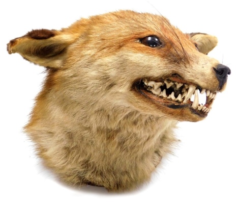 Taxidermy: a fox's head, on a wooden circular wall mounting.