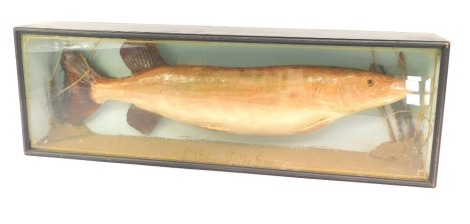 Taxidermy. 20thC pike, in glass case, with naturalistic background, 75cm wide.