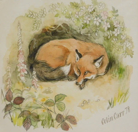 Colin Carr (1929-2002). Recumbent fox amongst flowers and badger in a forest, watercolour, signed and dated, (19)78, 21cm x 21cm - a pair.