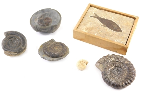 Various fossils, shells, fish, 14cm wide, etc. (a quantity)