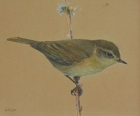 Donald Watson (1918-2005). Chiff Chaff, watercolour, signed, Rowland Ward, 166 Piccadilly, London label verso, 9cm x 11cm.