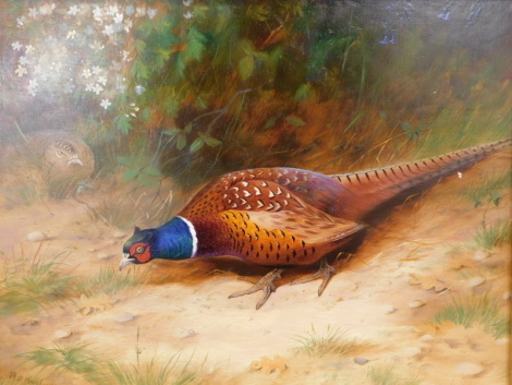 Richard David Kristupas (b.1954). Foraging Pheasants, oil on board, signed, Christie's label lot 766, other Christie's label and barcode verso, 33cm x 44cm.