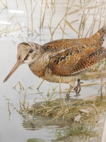 Edwin Penny (b.1930). Woodcock At The Water's Edge, pencil and watercolour, signed, Andy Parks The Petersfield Bookshop label, Christie's catalogue description 136, handwritten 14/596 and photograph verso. 40cm x 24cm.