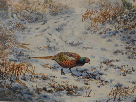 John Cyril Harrison (1898-1985). Pheasant Solitary, watercolour, heightened with body colour, signed, handwritten Sotheby's 14/2/95, other labels, Petersfield Bookshop label, catalogue, photograph and label presumably from The Sotheby's sale verso, 23cm 