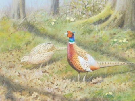 Richard Robjent (b.1937). Foraging pheasants, watercolour, signed, Christie's Lot 291 label, Wednesday 27th November 2007, further Christie's label, chalk marks and Westliffe labels verso, 27cm x 35cm.