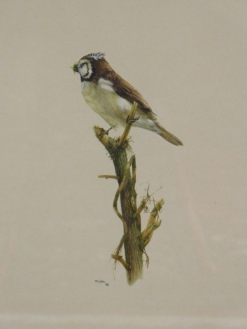 N. W. Coe (20thC). Finch on a tree bough, watercolour, signed and dated, (19)80, 29cm x 20cm.