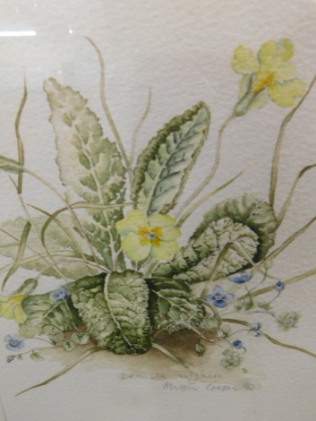 Alison Cooper (20thC). Primula Vulgain, watercolour, signed and dated (19)92, 20cm x 17cm.