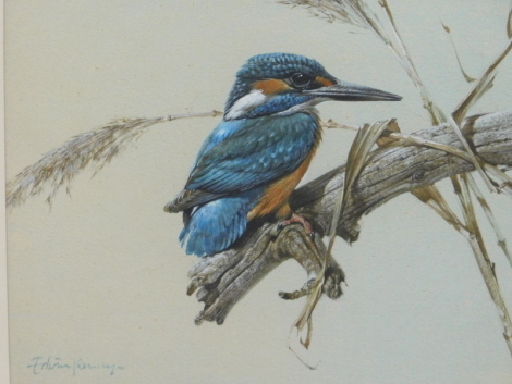 Edwin Penny (b.1930). Kingfisher, watercolour, signed, F.R. Bell Punch Co. Ltd. label verso, 26cm x 33cm.