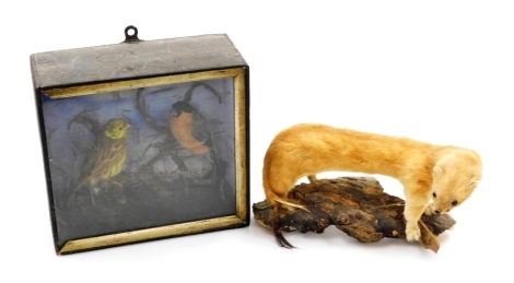 Taxidermy. A bullfinch and a yellowhammer, cased, 22.5cm high, 24cm wide, together with a stoat, modelled on a piece of wood, 25cm wide.