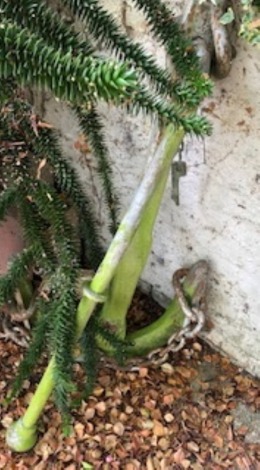 An antique ship's anchor, with securing pole and anchor chain, 123cm high. Viewing & Collection on site - by appointment only. Please telephone The Bourne Auction Rooms 01778 422686 for appointment. Collection site circa 3 miles from PE10 9LE.