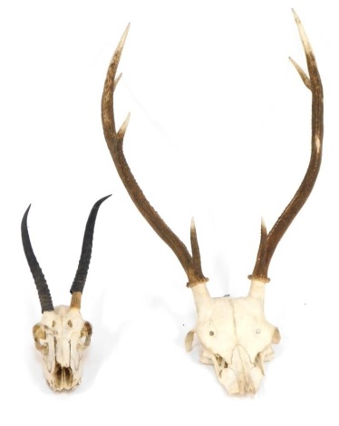 Two skulls, comprising a wall mounted skull with antlers, 70cm high, and another 30cm high. (2)