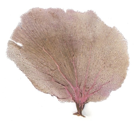 A piece of dried coral, 30cm high.