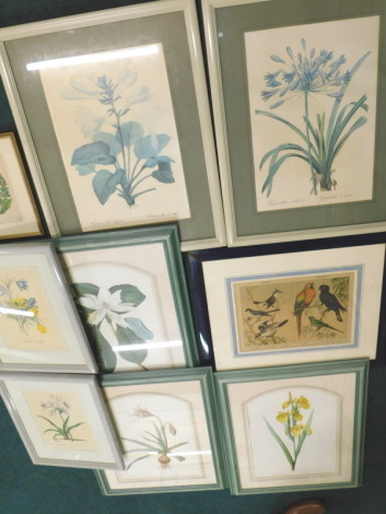 Various coloured botanical prints