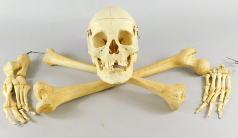 A medical skeleton