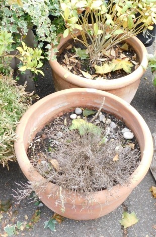 A pair of terracotta planters, each with lobed top, 48cm diameter.