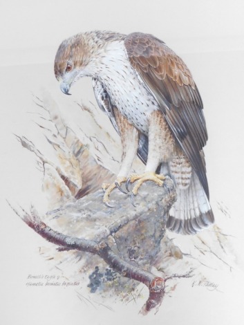 K W Padley. Bernoulli's Eagle, Hieraetus Faseiatus Faseiatus, watercolour, signed and titled, 57cm x 40cm, framed.