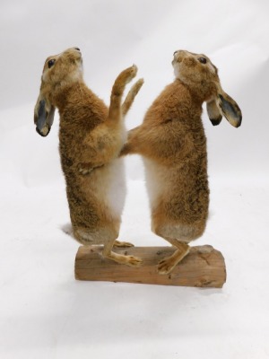 Taxidermy specimens of two 'boxing' Hares, mounted on a half log, 72cm high 52.5cm wide - 2