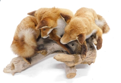 Two fine taxidermy specimens of foxes, mounted together on rustic logs, 44cm high 115cm long - 2