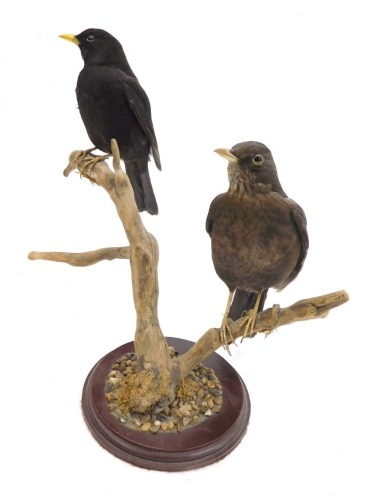 Taxidermy specimens of a pair of blackbirds, male and female on a circular plinth perched on a branch. 31cm high.