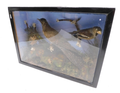 Taxidermy specimens of a cuckoo, hawfinch and bullfinch, within a naturalistic setting of moorland bracken and moss, glazed case, 46cm wide x 33.5cm high 13.5 cm deep.