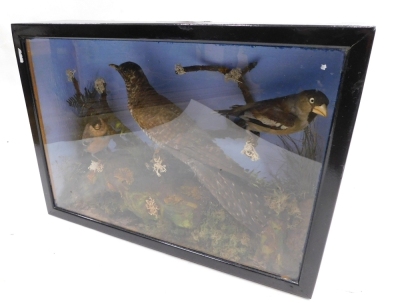 Taxidermy specimens of a cuckoo, hawfinch and bullfinch, within a naturalistic setting of moorland bracken and moss, glazed case, 46cm wide x 33.5cm high 13.5 cm deep. - 4