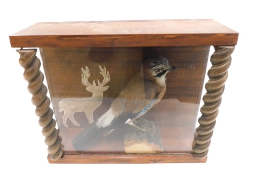 Taxidermy specimen of a jay, mounted on a log, within a glazed case, 39cm wide, 34cm high, 13.5cm deep.