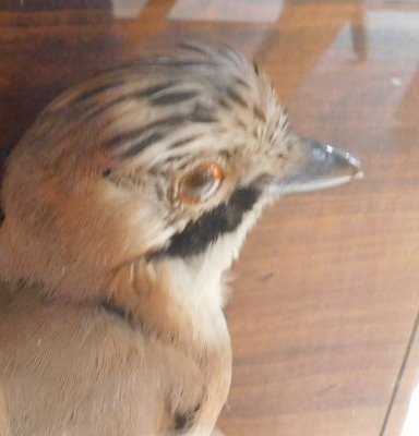 Taxidermy specimen of a jay, mounted on a log, within a glazed case, 39cm wide, 34cm high, 13.5cm deep. - 2